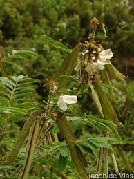 Image result for Tephrosia dasyphylla