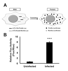 بالإضافة إلى تقارير المسلسلات واعلاناتها وصور الممثلين. In Vitro Transcribed Rna Based Luciferase Reporter Assay To Study Translation Regulation In Poxvirus Infected Cells Protocol Translated To Arabic