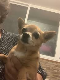 Learn more about gee today. Chihuahua Mix Emily Hundin Zuhause Gefunden Falg E V Tierschutz Im Ausland Happy Ends Archiv Von Zergportal De