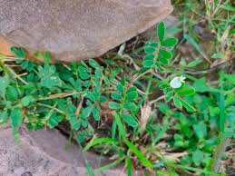 Image result for Tephrosia pumila