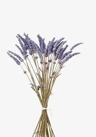 Purple Lavender With Dried Flowers Purple Lavender Dried Flowers Png And Vector With Transparent Background For Free Download Dried Flowers Flowers Amazing Flowers