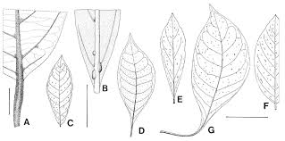 Image result for Sericanthe leonardii