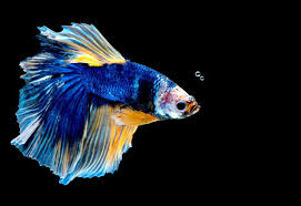 Jun 11, 2021 · do bettas need darkness to sleep? Do Betta Fish Sleep Where When And For How Long