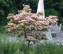 Cornus Kousa Rosabella Vorgarten Garten Bepflanzen Vorgarten Bepflanzen