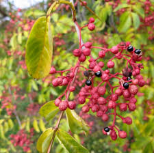 Image result for Zanthoxylum lindense
