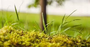 Feed regularly and mow at the highest recommended height for your grass type to encourage deep rooting. Moss In Lawn Guide How To Remove Treat Or Accept A Mossy Lawn