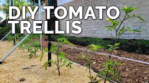 Building the trellis making this trellis is so easy that you can put it up by yourself in no time. 3 Diy Tomato Trellis Ideas Perfect For Any Budget Youtube