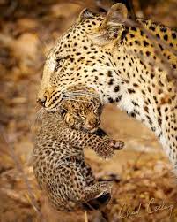 Amazing Wild Animals Portraits By Chad Cocking Photography Wildlife Animals Nature Wildanimals Animals Wild Baby Animals Pictures Baby Animals Funny