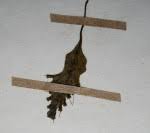 Image result for Didymoglossum erosum