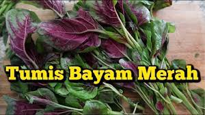 Namun, ada satu olahan atau menu favorit masyarakat indonesia yaitu olahan daging ayam. Tumis Bayam Merah Pas Dimasak Warnanya Pink Youtube