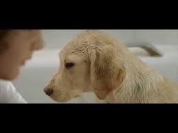 Yara Teri Yari Ko With Animal Youtube Mp3 Song Download Ringtone Download Mp3 Song