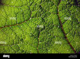 Image result for Haloragaceae