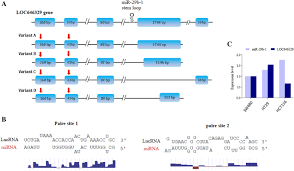 3.43 avg rating — 14 ratings — published 2016. Loc646329 Long Non Coding Rna Sponges Mir 29b 1 And Regulates Tgfb Signaling In Colorectal Cancer Springerlink