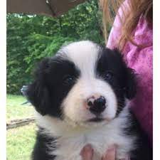 Our border collies are raised as family members as well as breeding dogs. Border Collie Puppy Dog For Sale In Clare Michigan