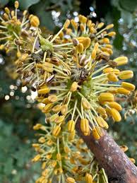 Image result for Ceratonia siliqua