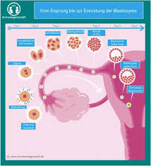 Bei einem zyklus von 28 tagen ist dein eisprung ziemlich genau am 14. My Schwangerschaft Dein Ratgeber Fur Spannende 9 Monate