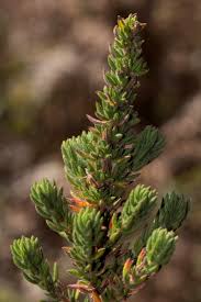 Image result for Anthospermum whyteanum