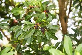 Image result for Myricaceae