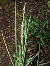 Image result for Hubbardochloa gracilis