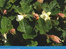Image result for Rubus adolfi-friederici