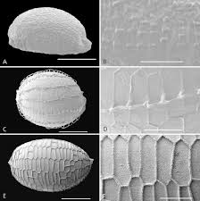Image result for Eriocaulon buchananii
