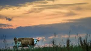 76-year-old woman seriously injured in cow attack near Grainau