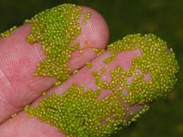 The slowest growing tree award goes to the white cedar, found in canada. What S The World S Smallest Flowering Plant Kids Discover