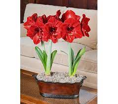 Amaryllis Ferrari White Flower Farm Amaryllis Amaryllis Care
