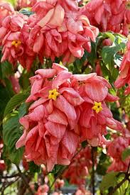 Image result for Mussaenda rivularis