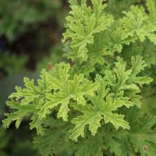 Image result for Cymbopogon nardus