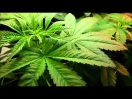 We did not find results for: Cannabis Plant Growing Timelapse Youtube