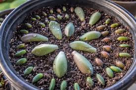 Until the new, baby roots form to take up water, there is no point in watering your leaves. Succulent Propagation Leaf And Beheadings Slightly Organic