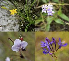 Image result for Buchnera chimanimaniensis