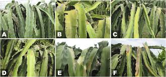 I primarily have succulents and cactuses. Net Houses Effects On Microclimate Production And Plant Protection Of White Fleshed Pitaya In Hortscience Volume 54 Issue 4 2019