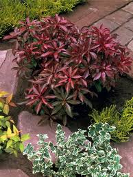 Image result for Pieris japonský obrázek