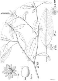 Image result for Croton steenkampianus