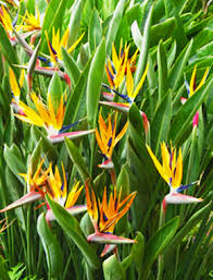 Bird Of Paradise Palm Plant California Palm Nursery Products Palm Trees Birds Of Paradise Plant Paradise Plant Birds Of Paradise Flower