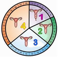 Di masa ovulasi, yaitu di sekitar pertengahan siklus haid, beberapa wanita akan merasakan nyeri ringan hingga berat pada perut bagian bawah atau punggung. Fahami 4 Fasa Kitaran Haid 5 Sebab Kenapa Wanita Kena Konsisten Catat Hari Pertama Datang Bulan Mingguan Wanita