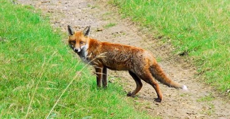 Police body's fox hunting crime lead admits illegal killing is prolific in UK - Canary