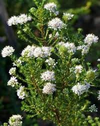 Image result for Agathisanthemum