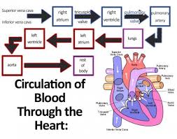 learn about the circulatory system for kids cardiac