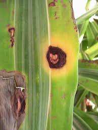 Stewart's bacterial wilt can affect sweet corn at any stage, but is most harmful to young plants. Houseplant Care Brown Spots On My Dracaena Bloomscape