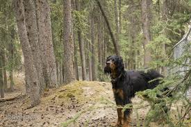 Maybe you would like to learn more about one of these? Gordon Setters