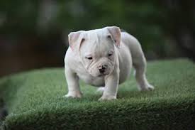 White american pitbull terrier puppy. White Pitbull Definitive Guide And Why To Love This Dog Breed
