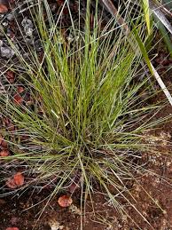 Image result for Rhynchospora rugosa