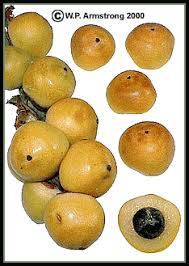 Saw palmetto is used in several forms of traditional herbal. Palm Fruit Photos