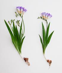 Image result for Freesia grandiflora