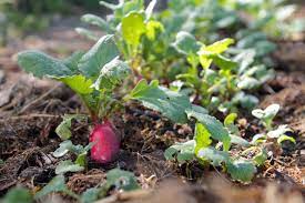 Car certains fruits et légumes supportent très bien l'ombre tandis que d'autres… absolument pas ! 5 Legumes A Cultiver A L Ombre Jardiner Fute En Permaculture