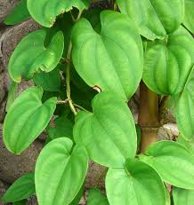 Image result for Dioscorea hirtiflora