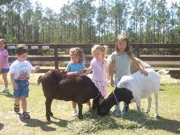Search in seconds, read reviews & get free quotes. L A Los Angeles Pony Ride Petting Zoo Rentals Fun Factory Parties